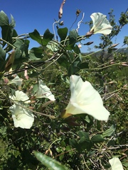 Calystegia subacaulis