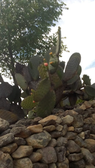 Opuntia streptacantha