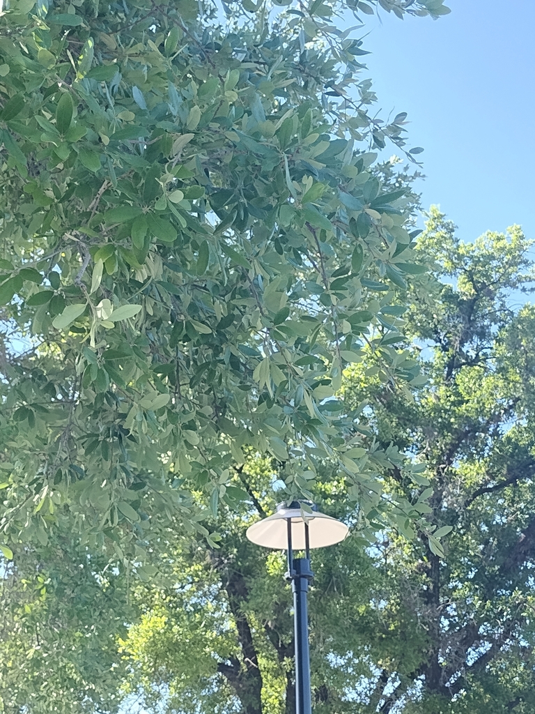 bluejack oak from Greater Third Ward, Houston, TX, USA on April 5, 2024 ...