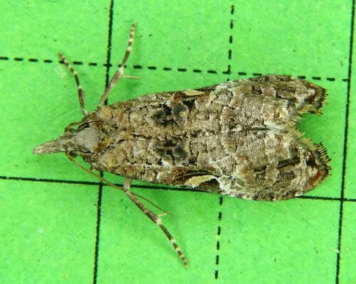 Phtheochroa annae