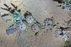 Neurada procumbens