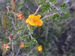 Chamaecrista greggii