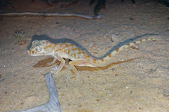 Stenodactylus doriae