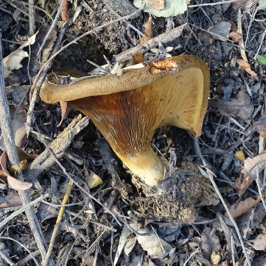 Paxillus involutus · April 2019 · photo: © cristianriquelme (iNaturalist, cc-by)