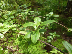 Phyllostegia brevidens