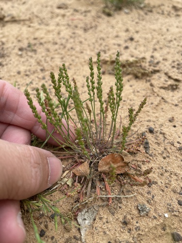 Plantago heterophylla iNat (3)