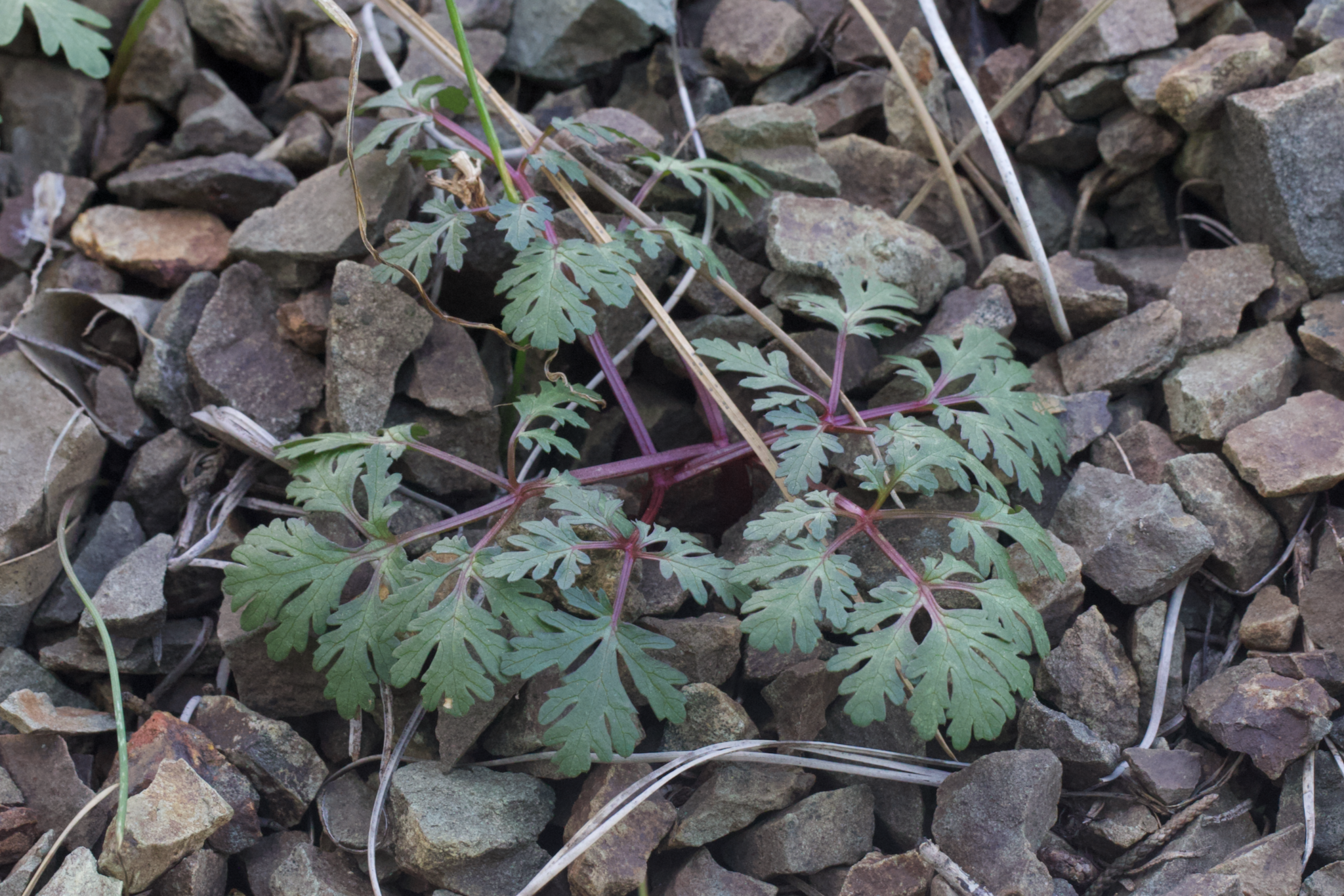 Image of Sanicula saxatilis by (c) Arvel Hernandez, some rights reserved (CC BY)