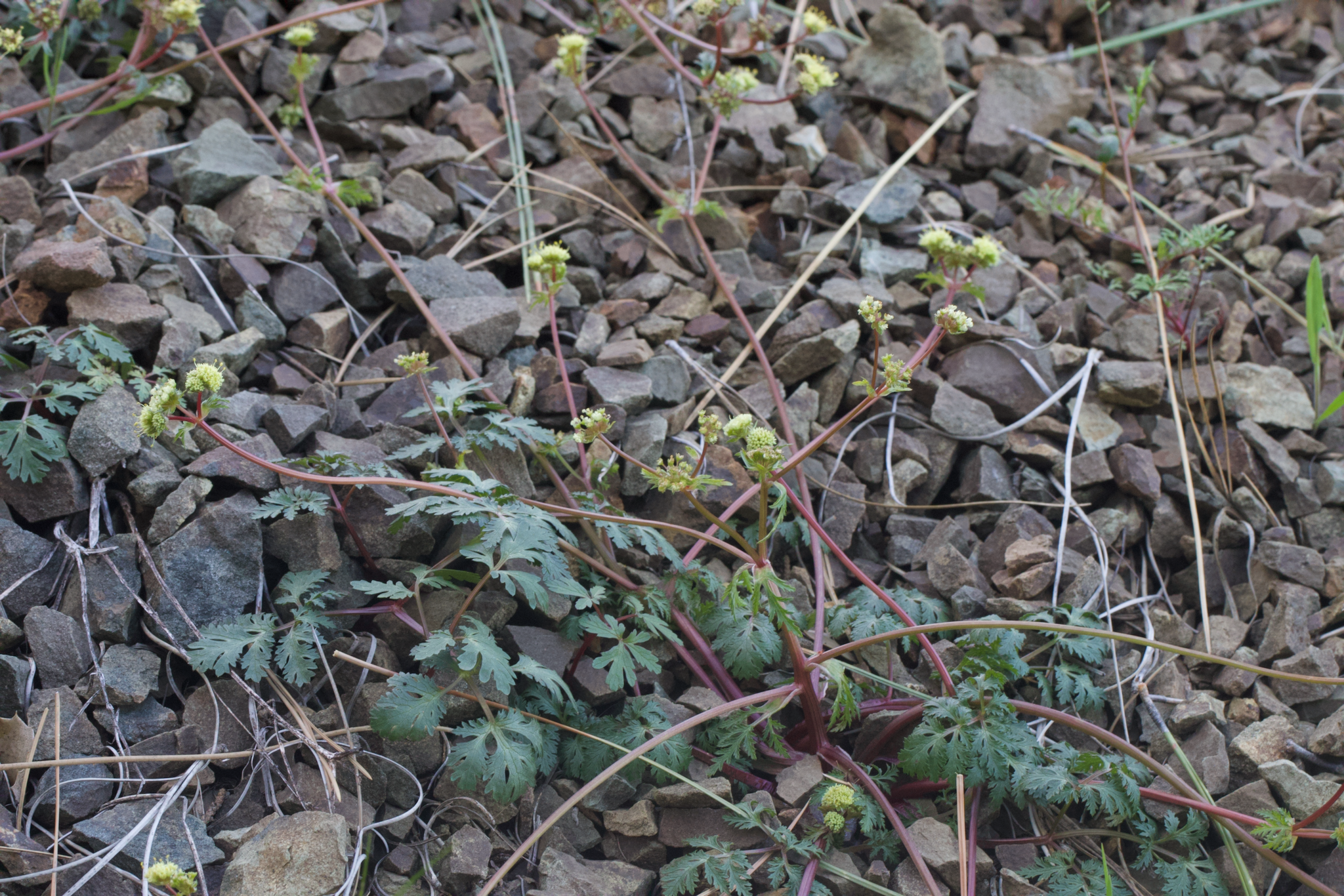 rock sanicle (Sanicula saxatilis)