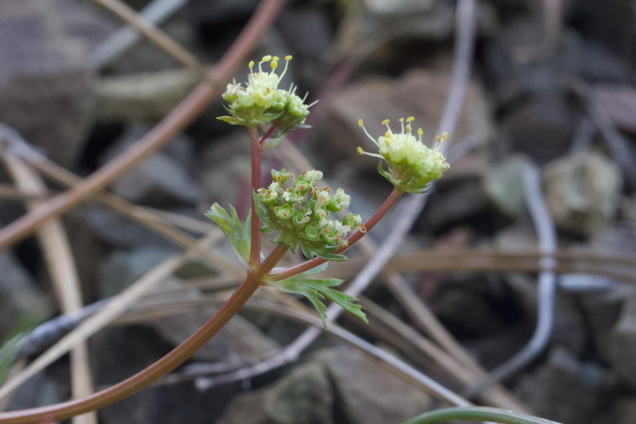 Image of Sanicula saxatilis by (c) Arvel Hernandez, some rights reserved (CC BY)
