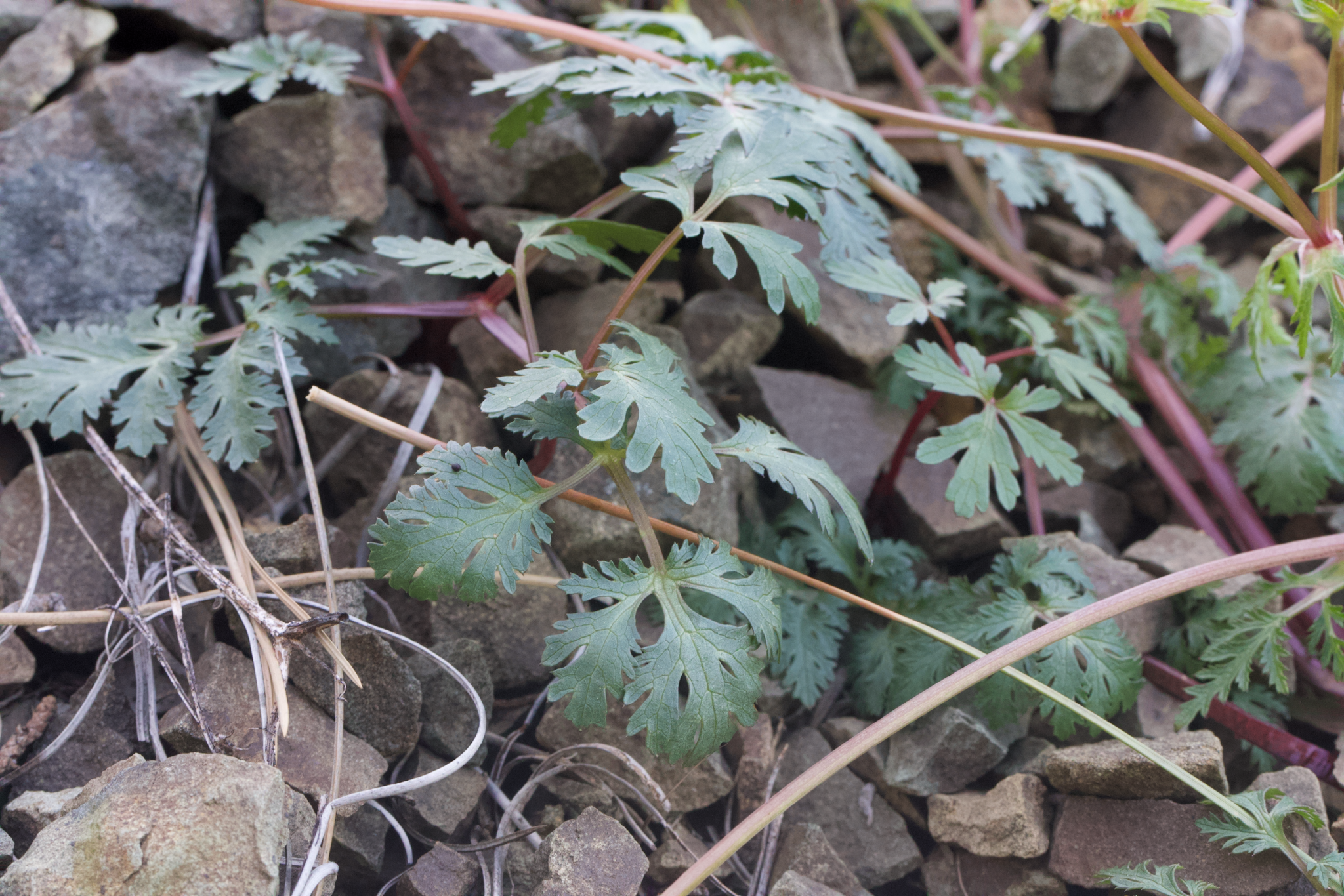 Image of Sanicula saxatilis by (c) Arvel Hernandez, some rights reserved (CC BY)