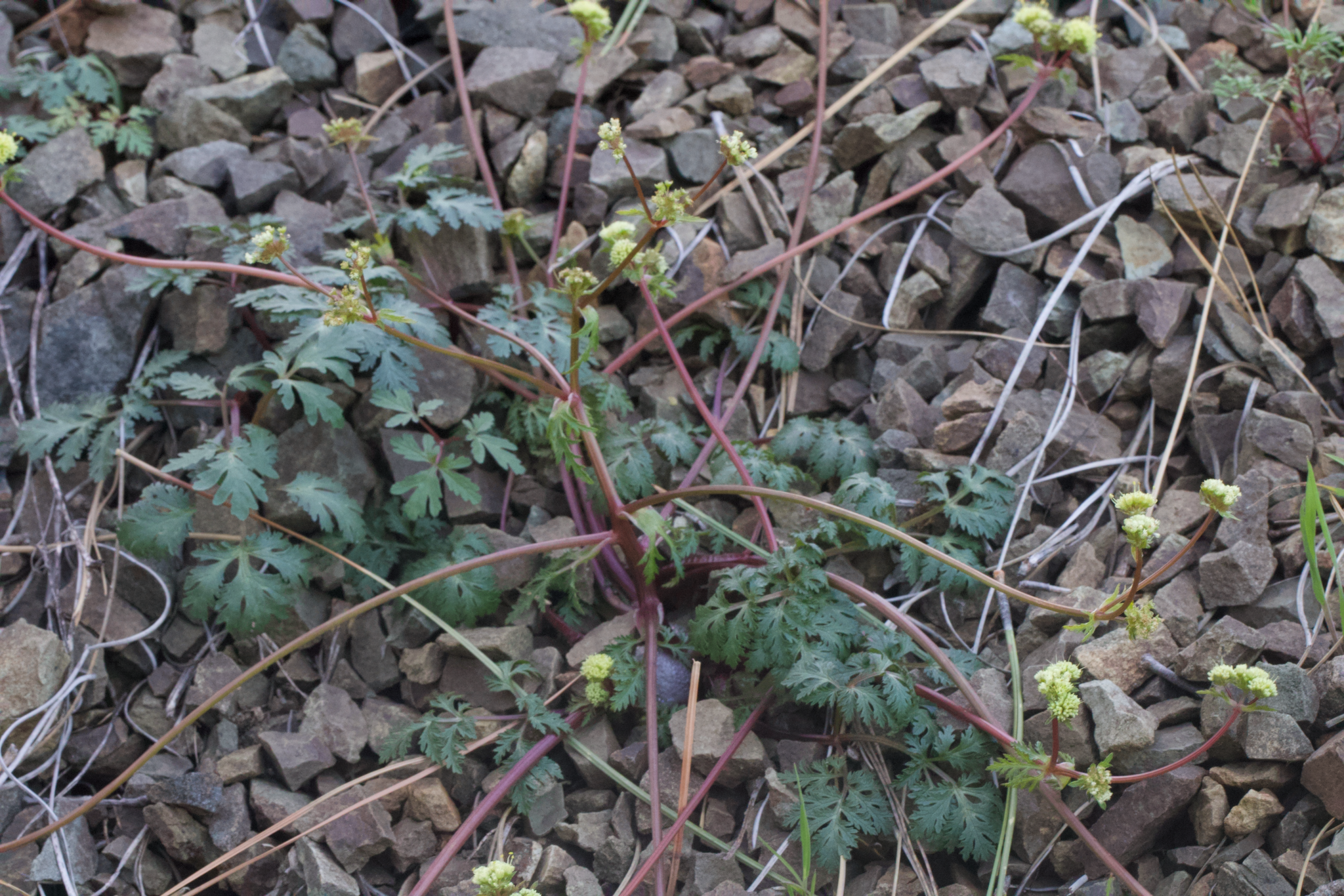 Image of Sanicula saxatilis by (c) Arvel Hernandez, some rights reserved (CC BY)