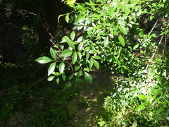 Fraxinus berlandieriana