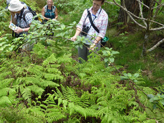 Phyllostegia brevidens