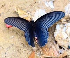 Papilio protenor euprotenor