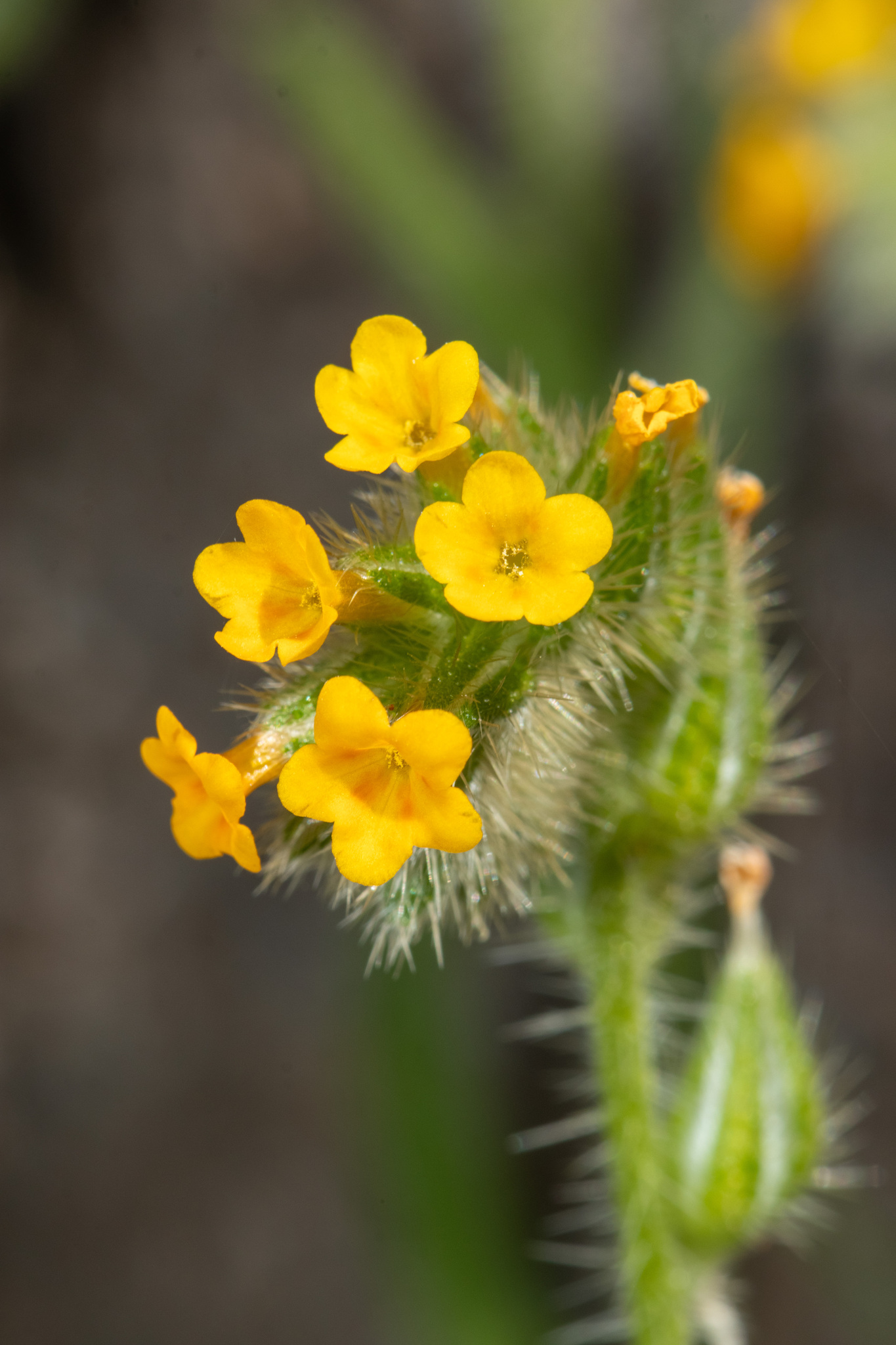 Amsinckia lycopsoides