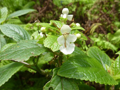 Phyllostegia brevidens