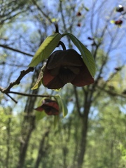 Asimina triloba