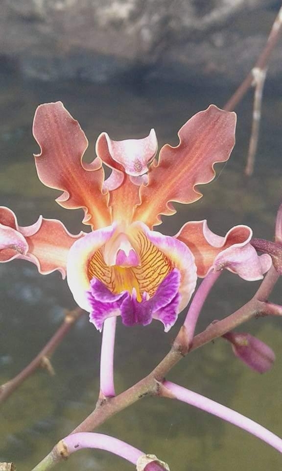 Imagem de Orquídea-trombeta