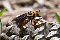 Laphria saffrana