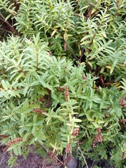 Veronica strictissima