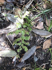 Lindsaea trichomanoides