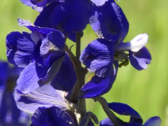 Delphinium variegatum