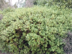 Veronica strictissima