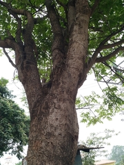 Spathodea campanulata