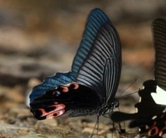 Papilio protenor euprotenor