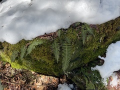 Appalachian Polypody (Polypodium appalachianum)