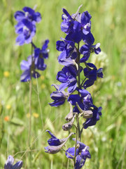 Delphinium variegatum