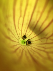 Exyra semicrocea