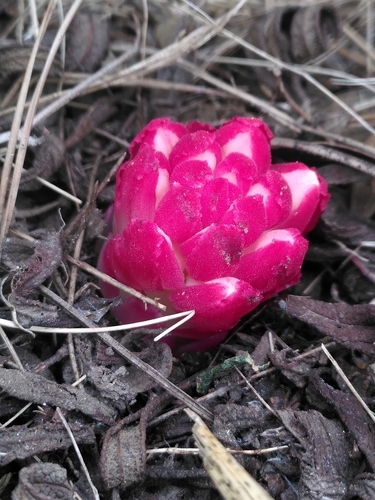 Cytinus ruber (Cytinus ruber)