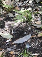 Lindsaea trichomanoides