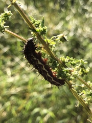 Nymphalini