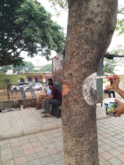 Spathodea campanulata