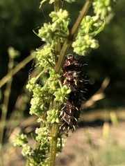 Nymphalini