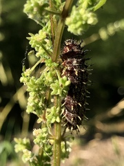 Nymphalini
