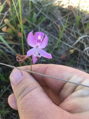 Calopogon pallidus
