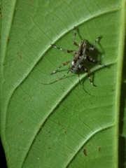 Colobothea bisignata