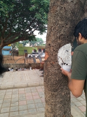 Spathodea campanulata