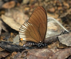 Papilio slateri