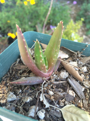 Aloe humilis