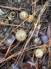 Calostoma ravenelii microsporum