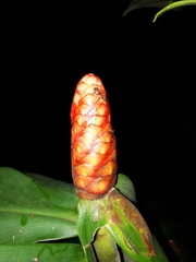 Dolichoderus attelaboides