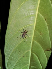 Colobothea bisignata
