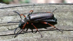 Pomphopoea