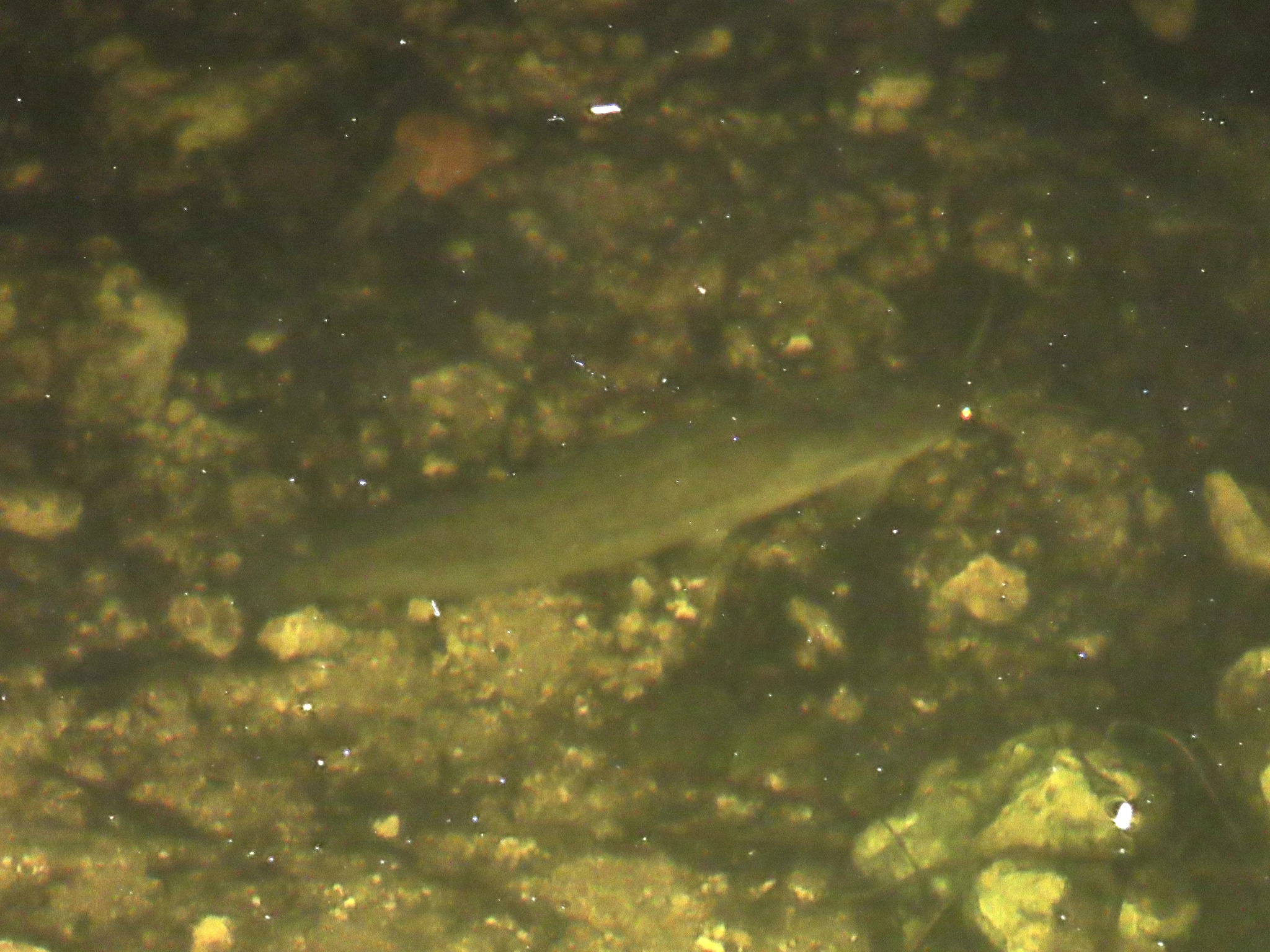 ปลาดุก, ปลาดุกด้าน, ปลาดุกน้ำจืด, aasia angersäga, albino walking fish, alimudan, ålmal, andeng, asiatisk vandrarmal, cá trèn trang, cá trê tráng, clarias catfish, climbing perch, freshwater catfish, froschwels, ikan lele, magur, walking catfish