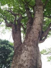 Spathodea campanulata