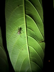 Colobothea bisignata